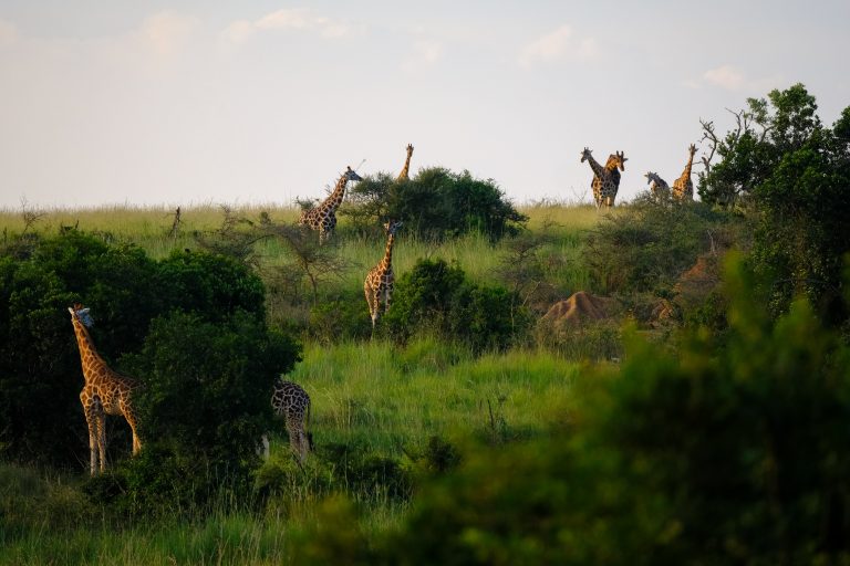 giraffes standing on grass